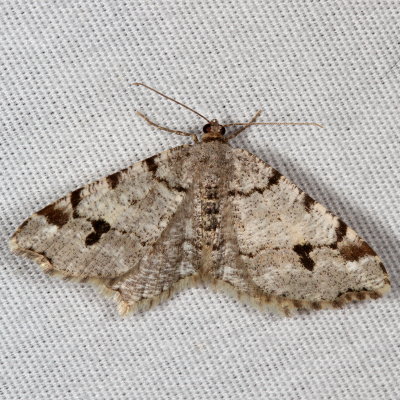 Hodges#6348 * Hemlock Angle * Macaria fissionata