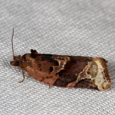 Hodges#3597 * Red-banded Leafroller ♀ * Argyrotaenia velutinana 