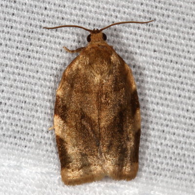 Hodges#3632 * Broken-banded Leafroller * Choristoneura fractivittana