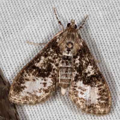 Hodges#5226 * Splendid Palpita Moth * Palpita magniferalis 