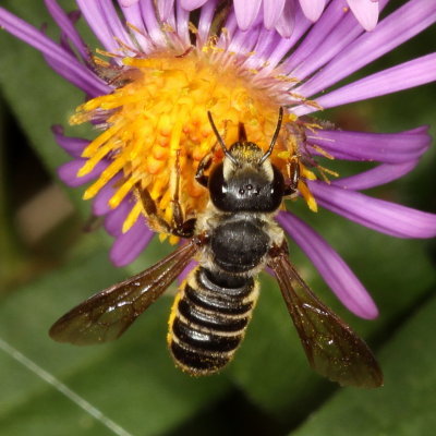 Megachile Subgenus Sayapis  ♀