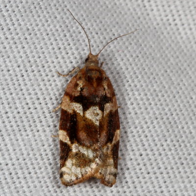 Hodges#3597 * Red-banded Leafroller * Argyrotaenia velutinana