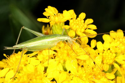 Four-spotted Tree Cricket