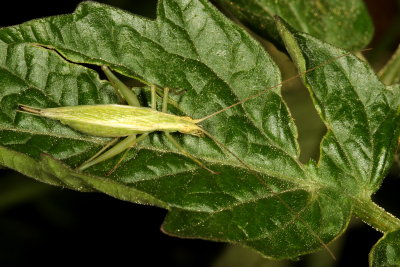 Four-spotted Tree Cricket ♀