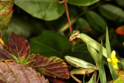 Chinese Mantid