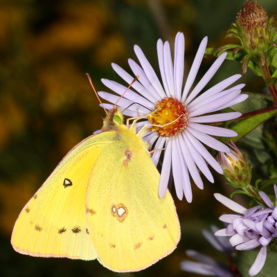 Orange Sulphur