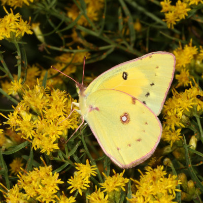 Orange Sulphur