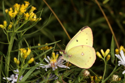 Clouded Sulphur