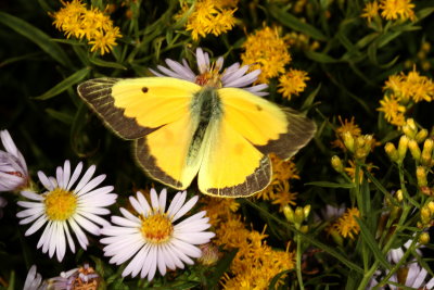 Orange Sulphur