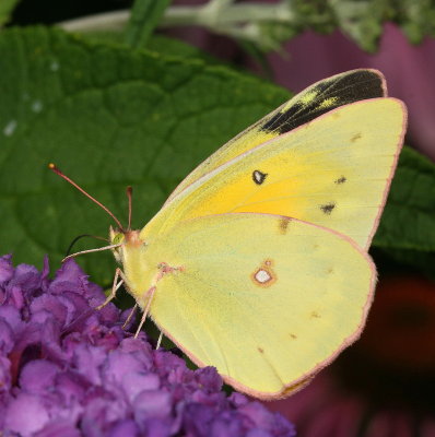 Orange Sulphur