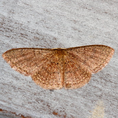 Hodges#7132 * Common Tan Wave * Pleuroprucha insulsaria