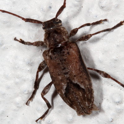 Sternidius alpha