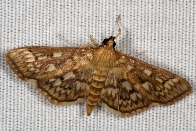 Hodges#5275 * Bold-feathered Grass Moth * Herpetogramma pertextalis 