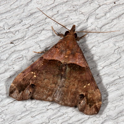 Hodges#8393 * Ambiguous Moth ♂ * Lascoria ambigualis