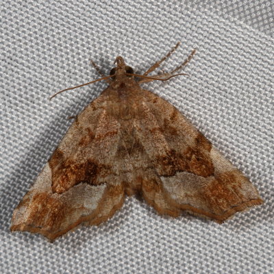 Hodges#8490 * Decorated Owlet * Pangrapta decoralis