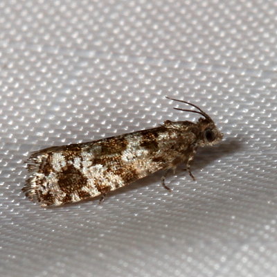 Hodges#2745 * Spruce Needleminer Moth * Taniva albolineana