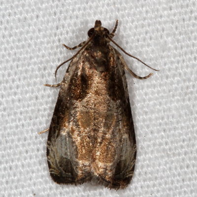 Hodges#2787 * Bunchberry Leaffolder Moth * Olethreutes connectum