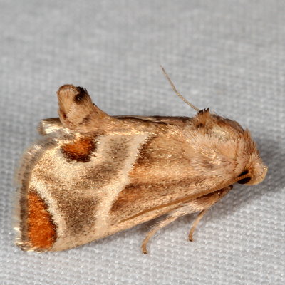 Hodges#4669 * Shagreened Slug Moth * Apoda biguttata	