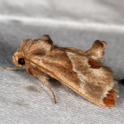 Hodges#4669 * Shagreened Slug Moth * Apoda biguttata	