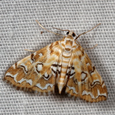 Hodges#4748 * Pondside Pyralid Moth * Elophila icciusalis 