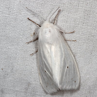 Hodges#8140 * Fall Webworm Moth* Hyphantria cunea