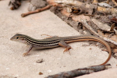 Laredo Striped Whiptail