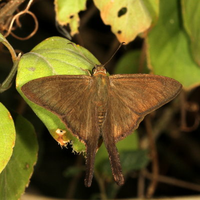 Brown Longtail ♂