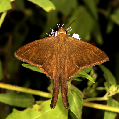 Brown Longtail ♂