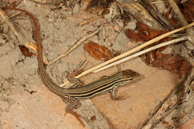 Laredo Striped Whiptail 