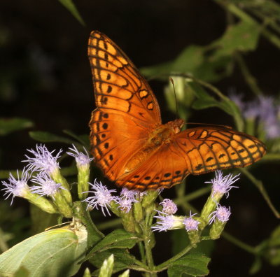 Mexican Fritillary