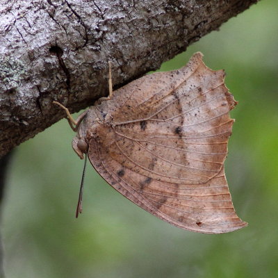 Tropical Leafwing
