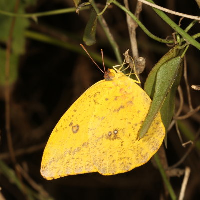 Large Orange Sulphur