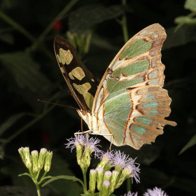 Malachite