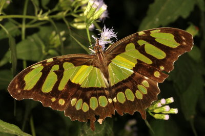 Malachite