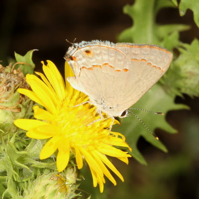 Red-crescent Scrub-Hairstreak