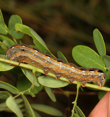 Hodges#9669 * Yellow-striped Armyworm