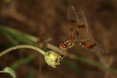 Eastern Amberwing ♀