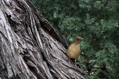 Clay-colored Thrush