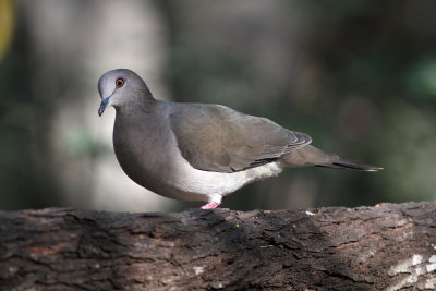 White-tipped Dove