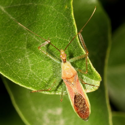 Zelus renardii * Leafhopper Assassin Bug