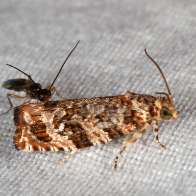 Hodges#2772 * Labyrinth Moth * Phaecasiophora niveiguttana