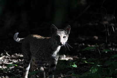 Bobcat