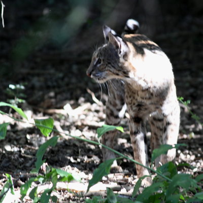 Bobcat