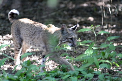 Bobcat