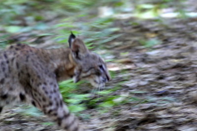 Bobcat