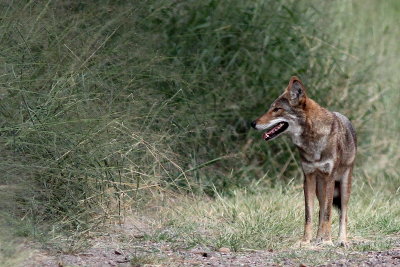 Coyote