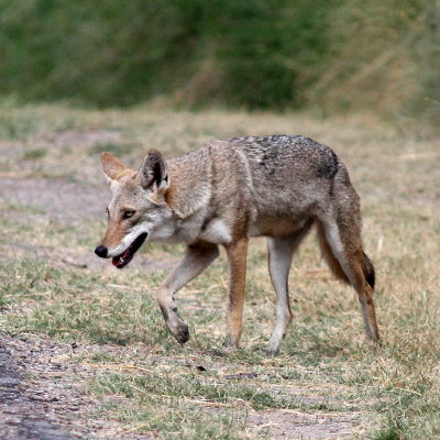 Coyote