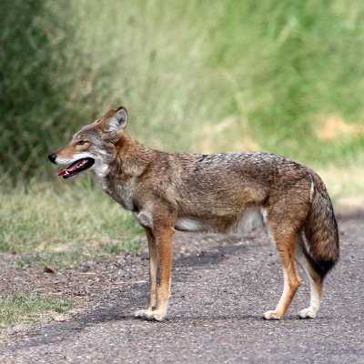 Coyote