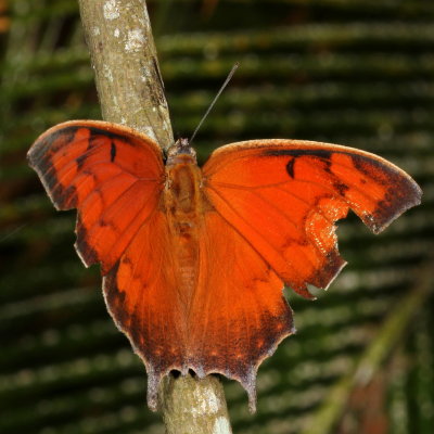 Tropical Leafwing