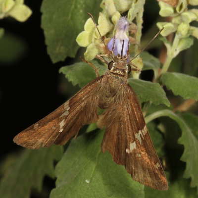 Potrillo Skipper